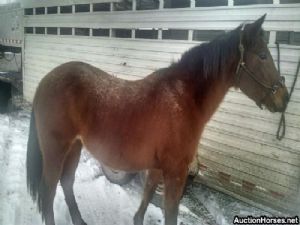 Appaloosa Mix Gelding 9 years Roan-Blue in Watson, OK