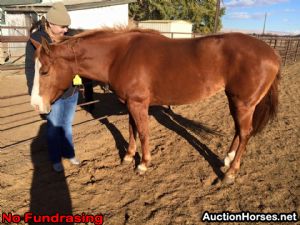 Appaloosa Mix Gelding 9 years Roan-Blue in Watson, OK