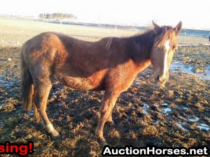 Pin by linny 1 on Shetland pony  Miniature shetland pony, Horses, Miniature  ponies