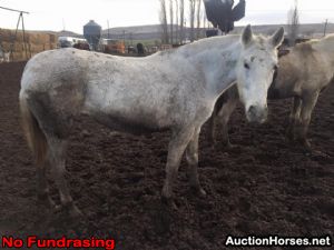 Appaloosa Mix Gelding 9 years Roan-Blue in Watson, OK