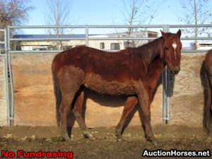 Appaloosa Mix Gelding 9 years Roan-Blue in Watson, OK